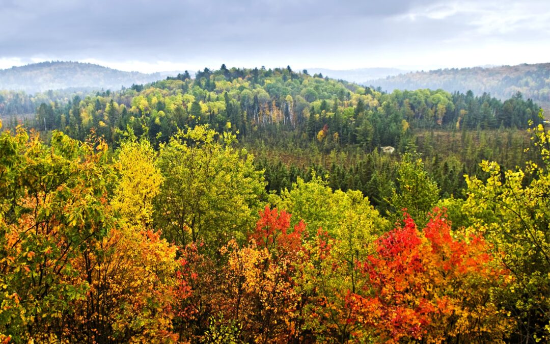 Rapporto PEFC 2023: aumentano le foreste sostenibili