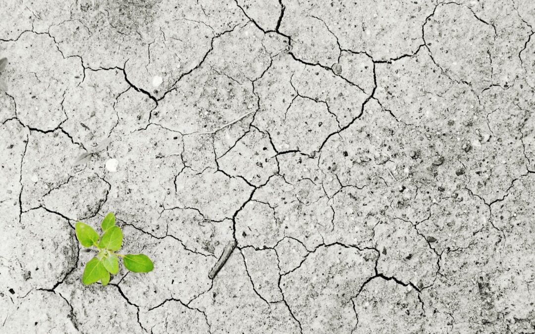 Inquinamento del Suolo: Origini e Sostanze Nocive Principali
